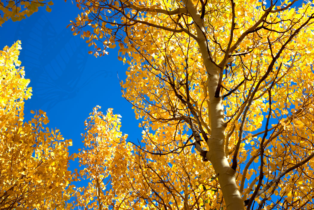 Fall colors Rocky Mountains
